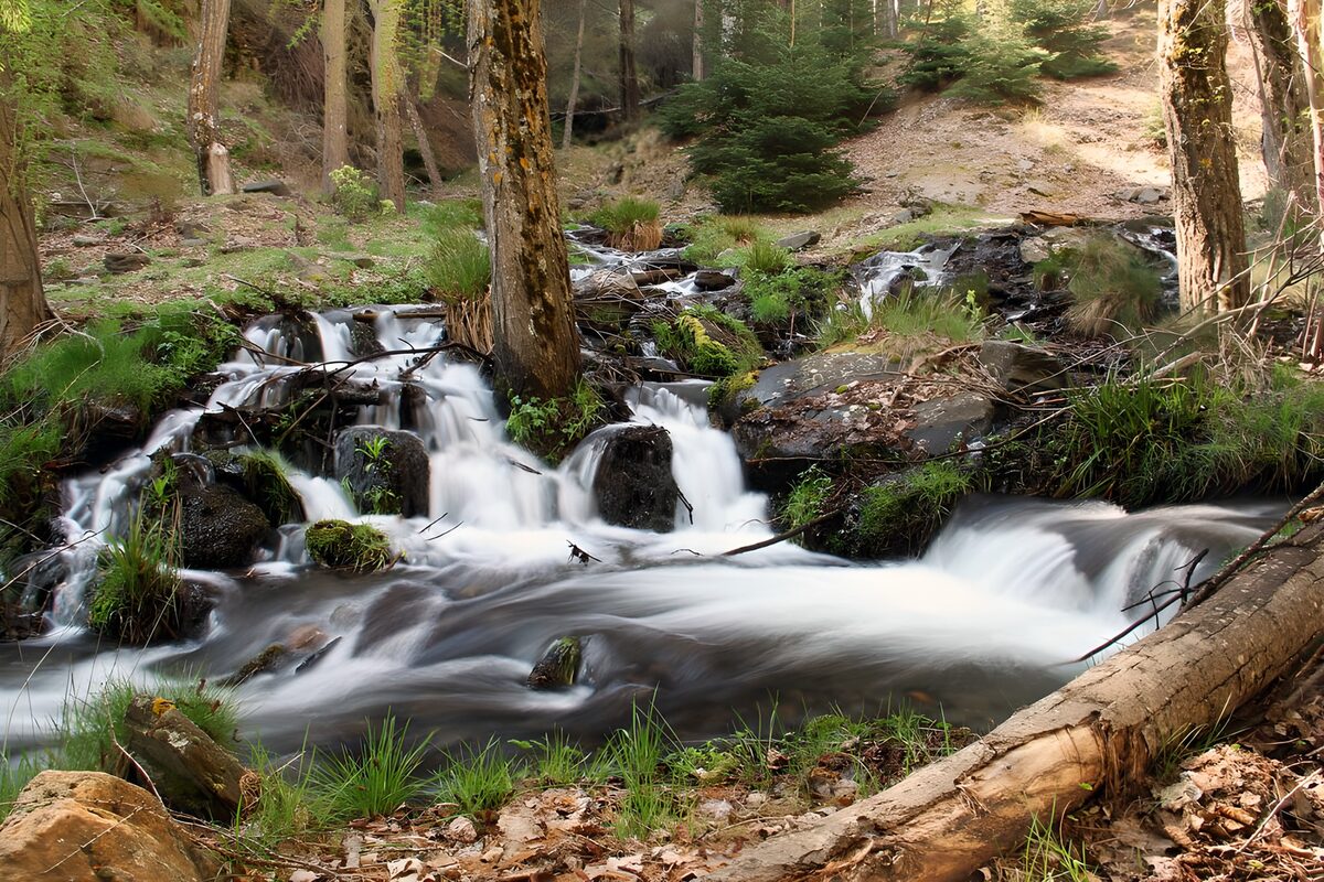Forest cascades in dappled light
