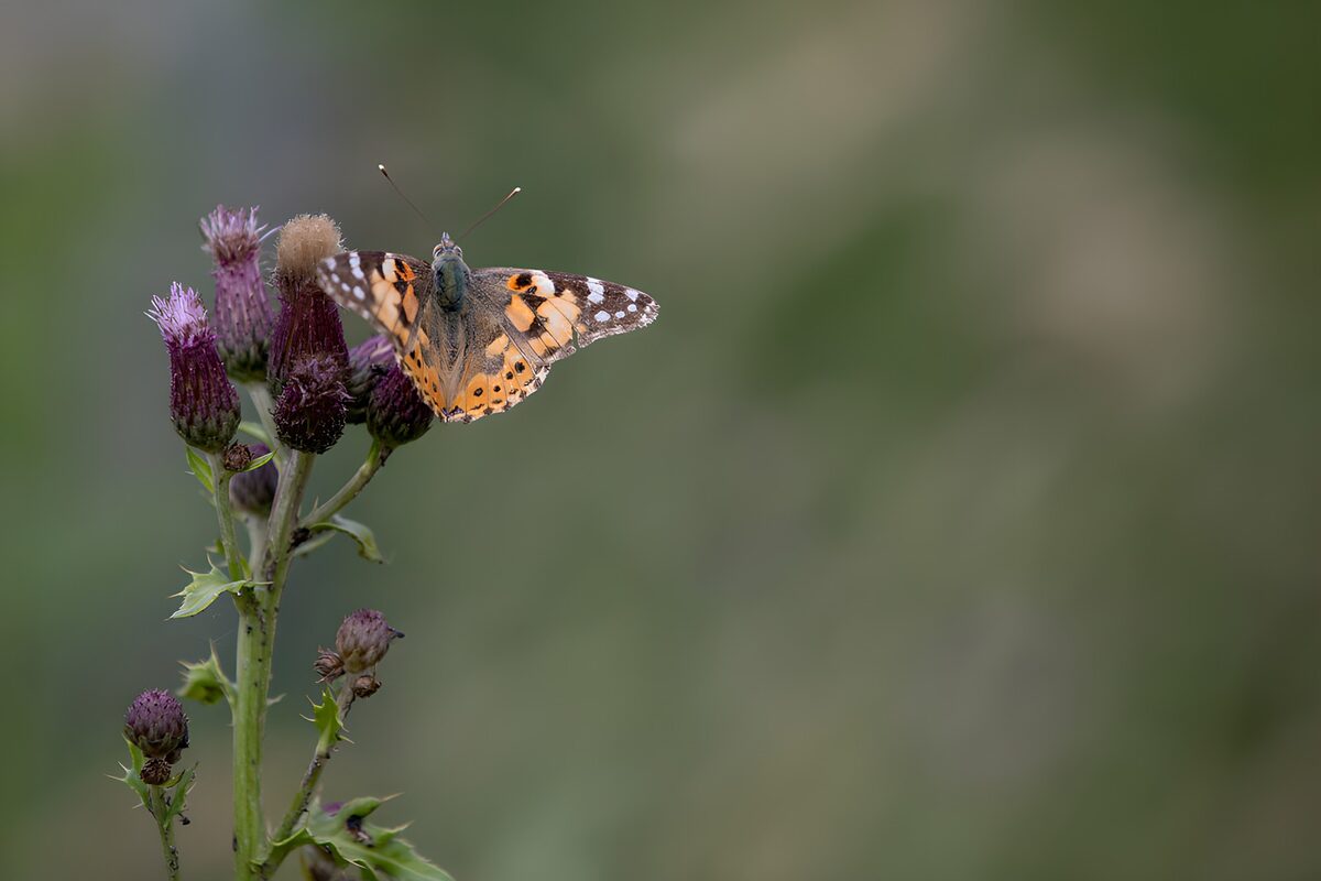 Painted lady resting on purple thistles