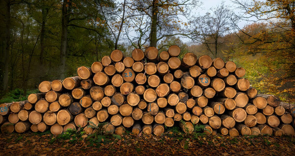 Stacked logs in autumn woodland