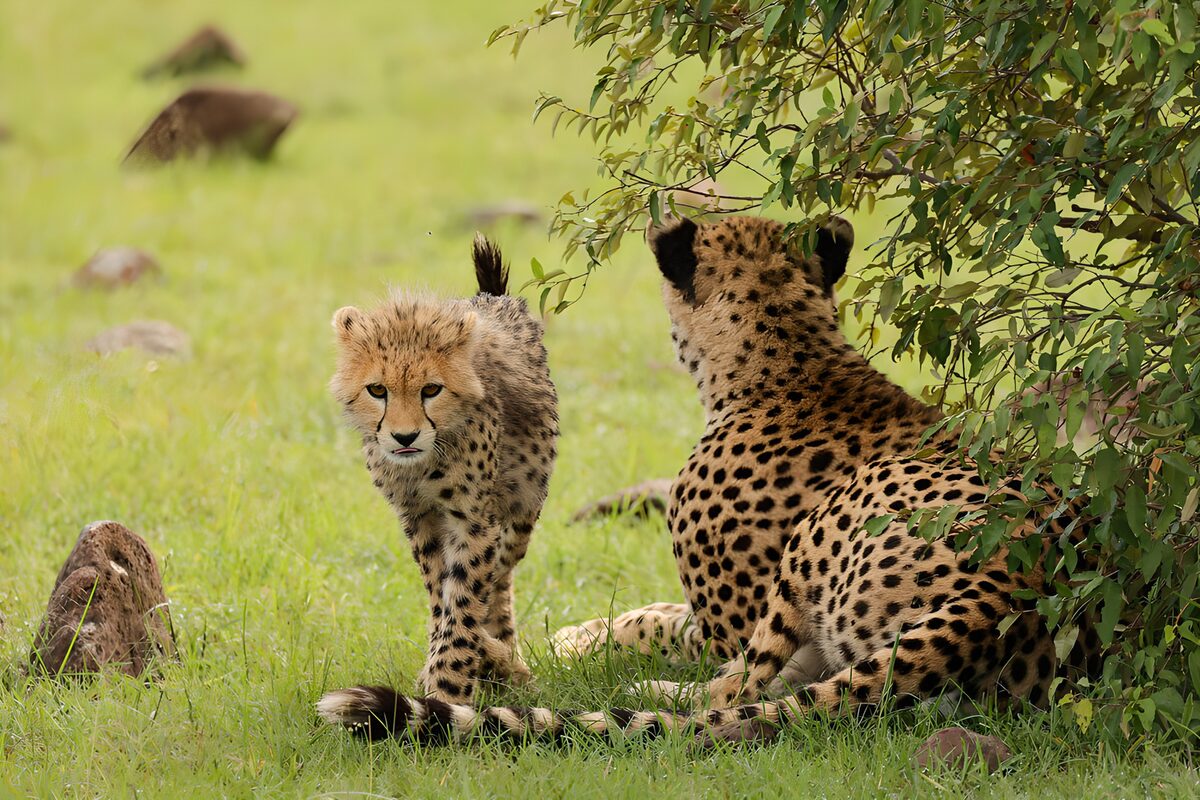 Cheetah cub beside a resting adult