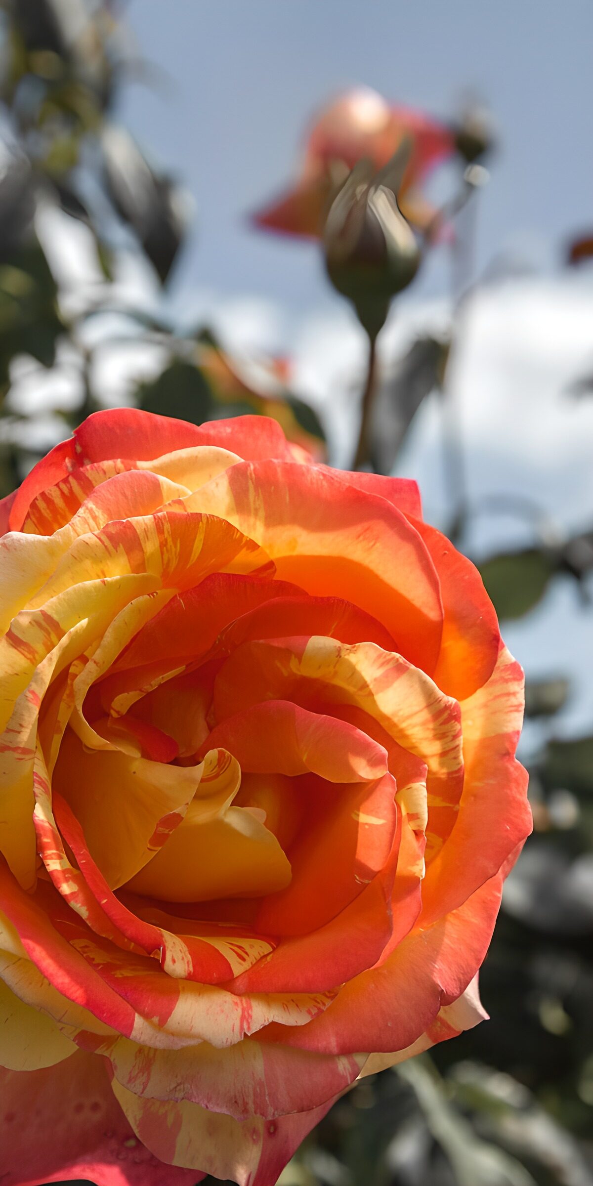 Sunlit rose in red and yellow