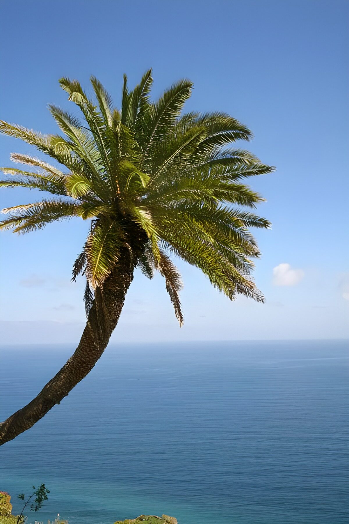 Leaning palm over a sunlit sea