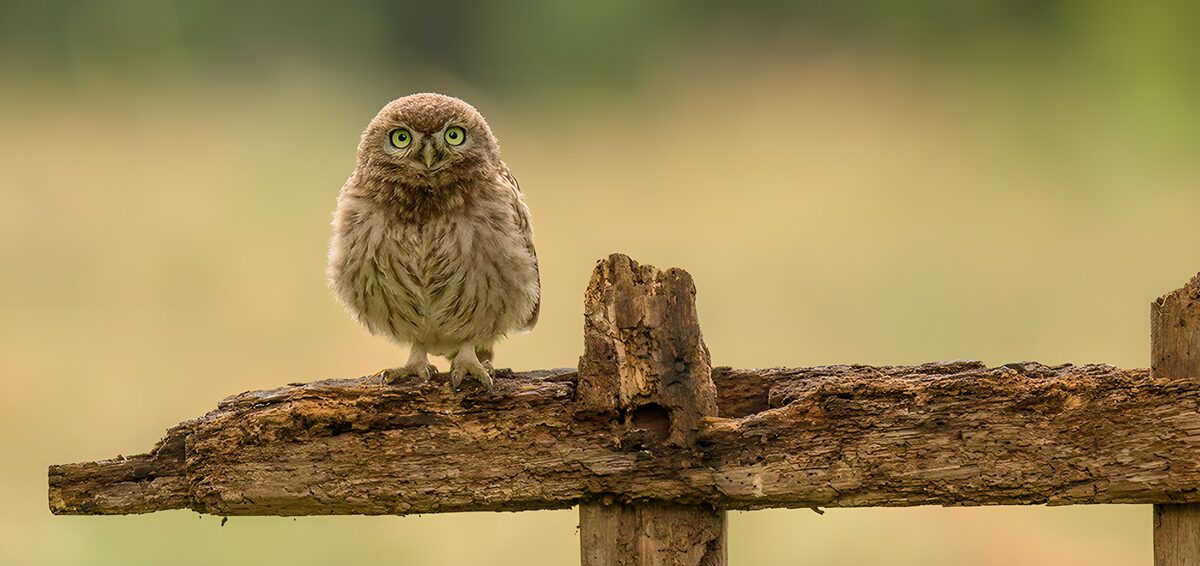 Watchful owl on a weathered fence