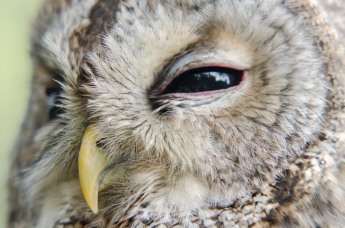 Sleepy owl in close-up