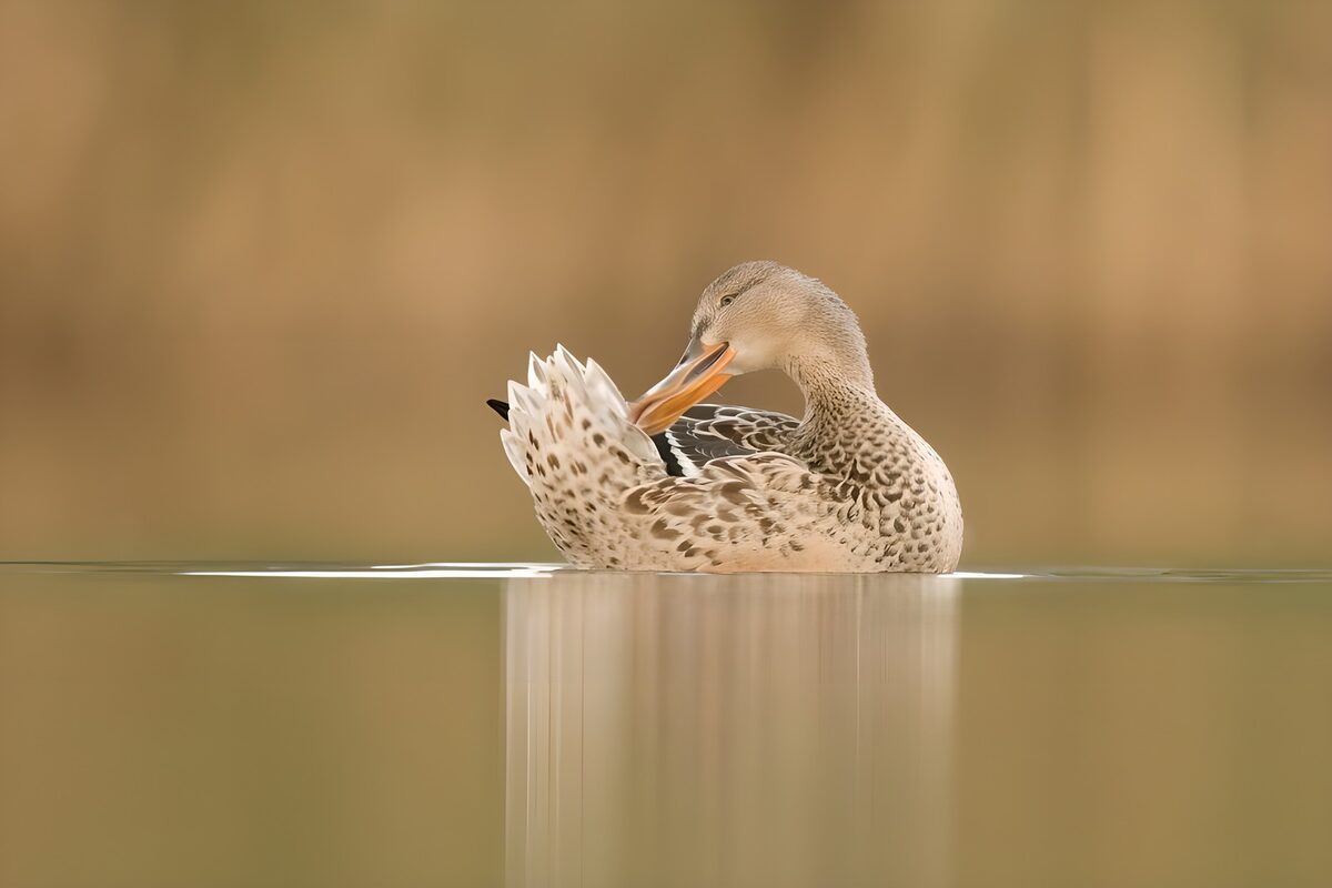 Brown duck preening on still water