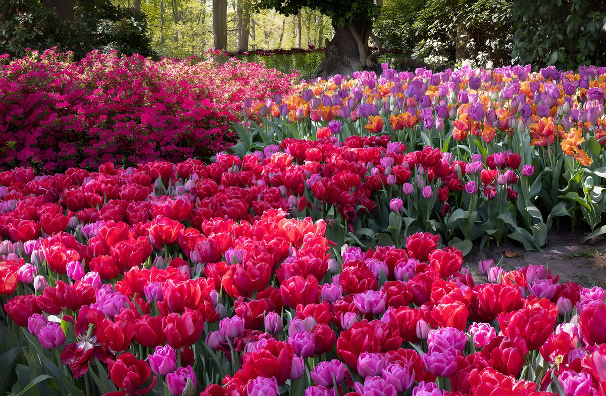 Red, pink and purple tulips in spring