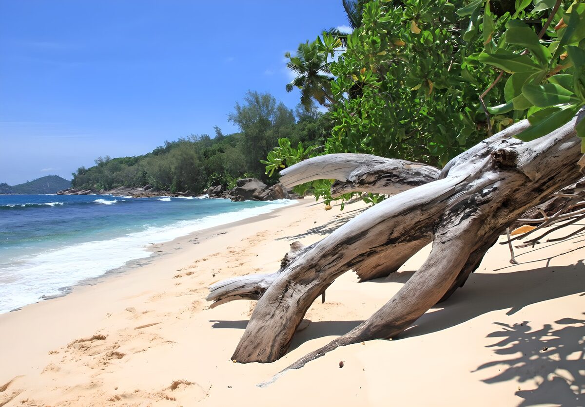 Weathered tree on a tropical beach