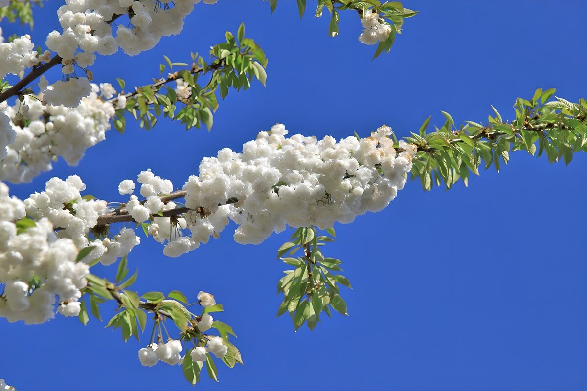 White blossom against a bright blue sky