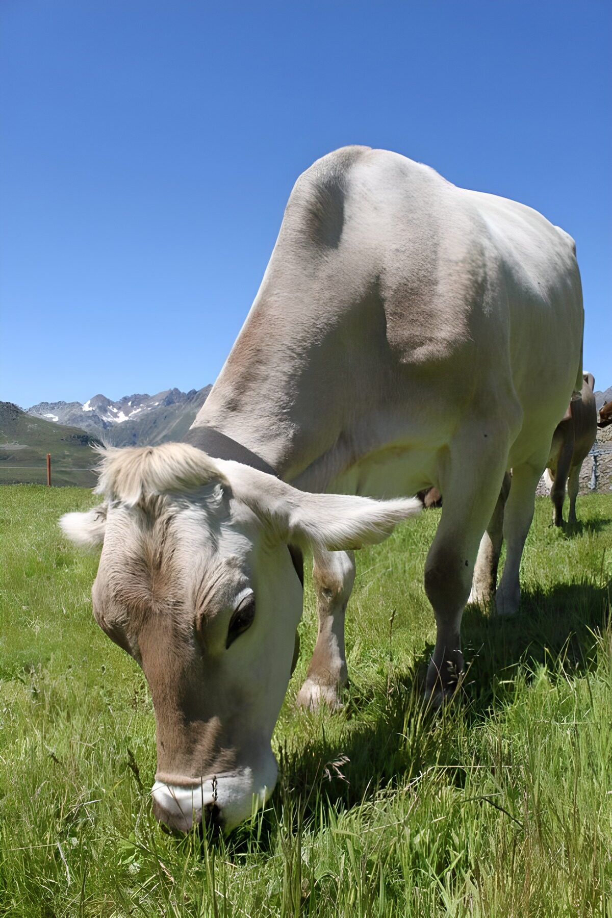 Grey cow grazing in a mountain meadow