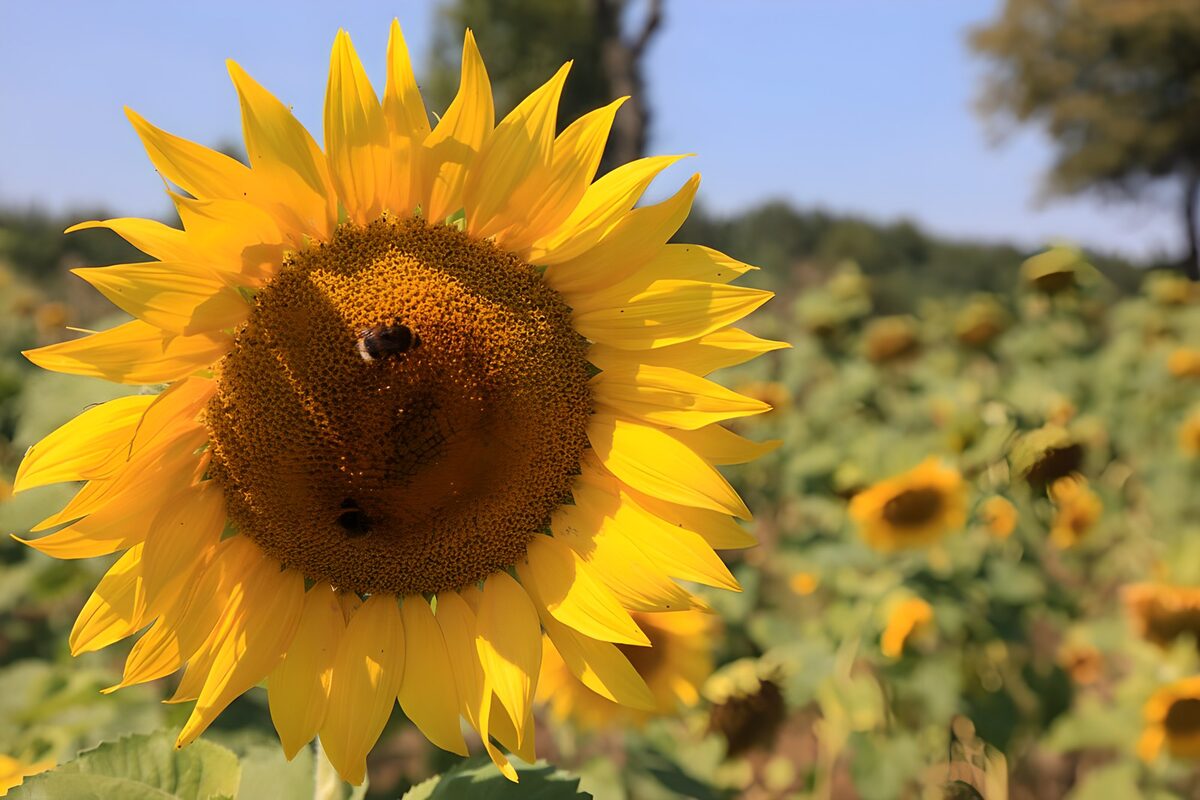 A sunflower holding the summer light