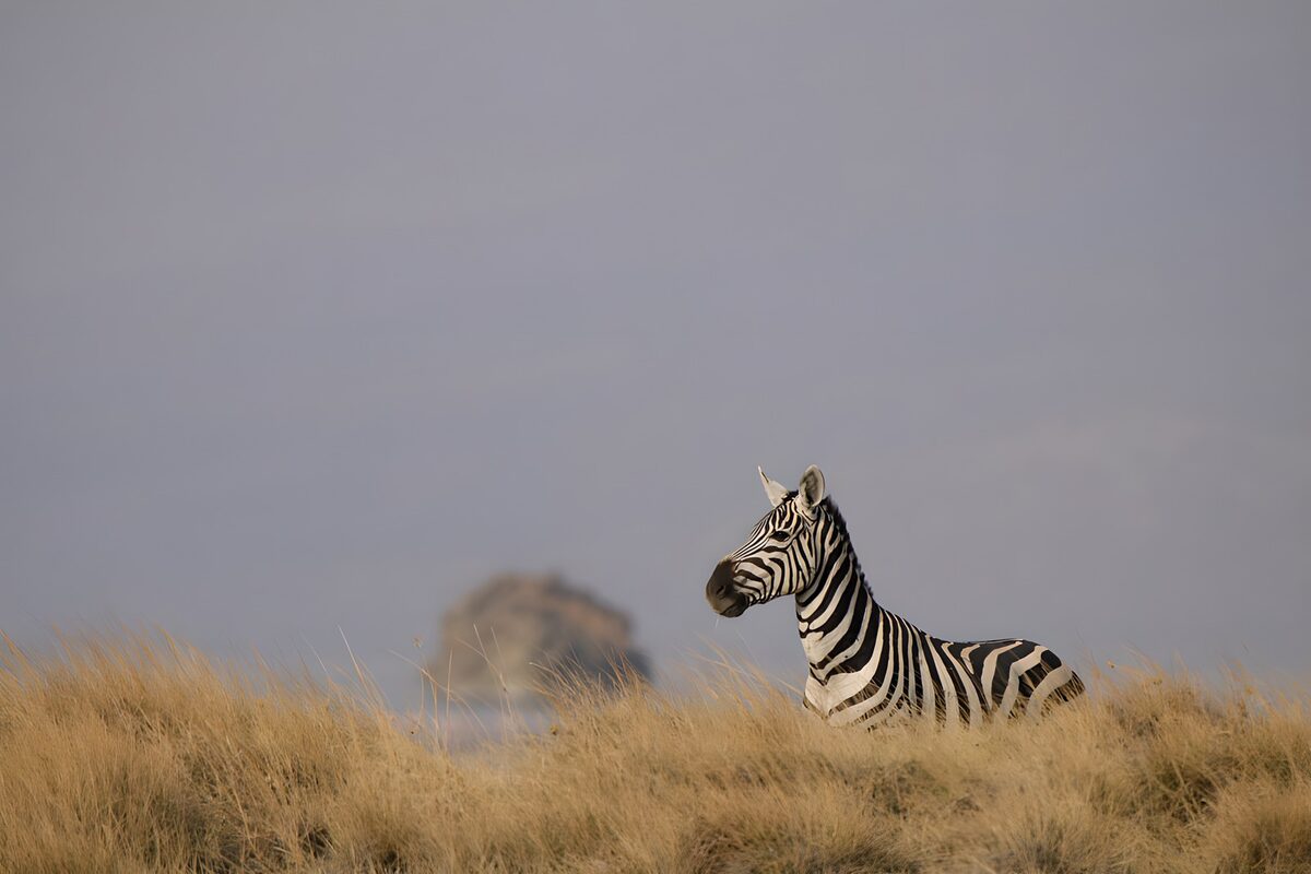 Zebra watching from the tall grass