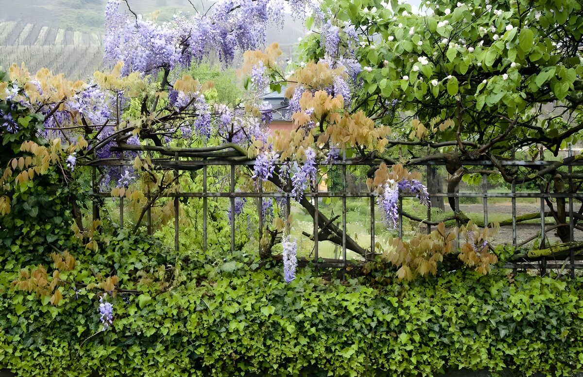 Spring wisteria on a dark garden fence