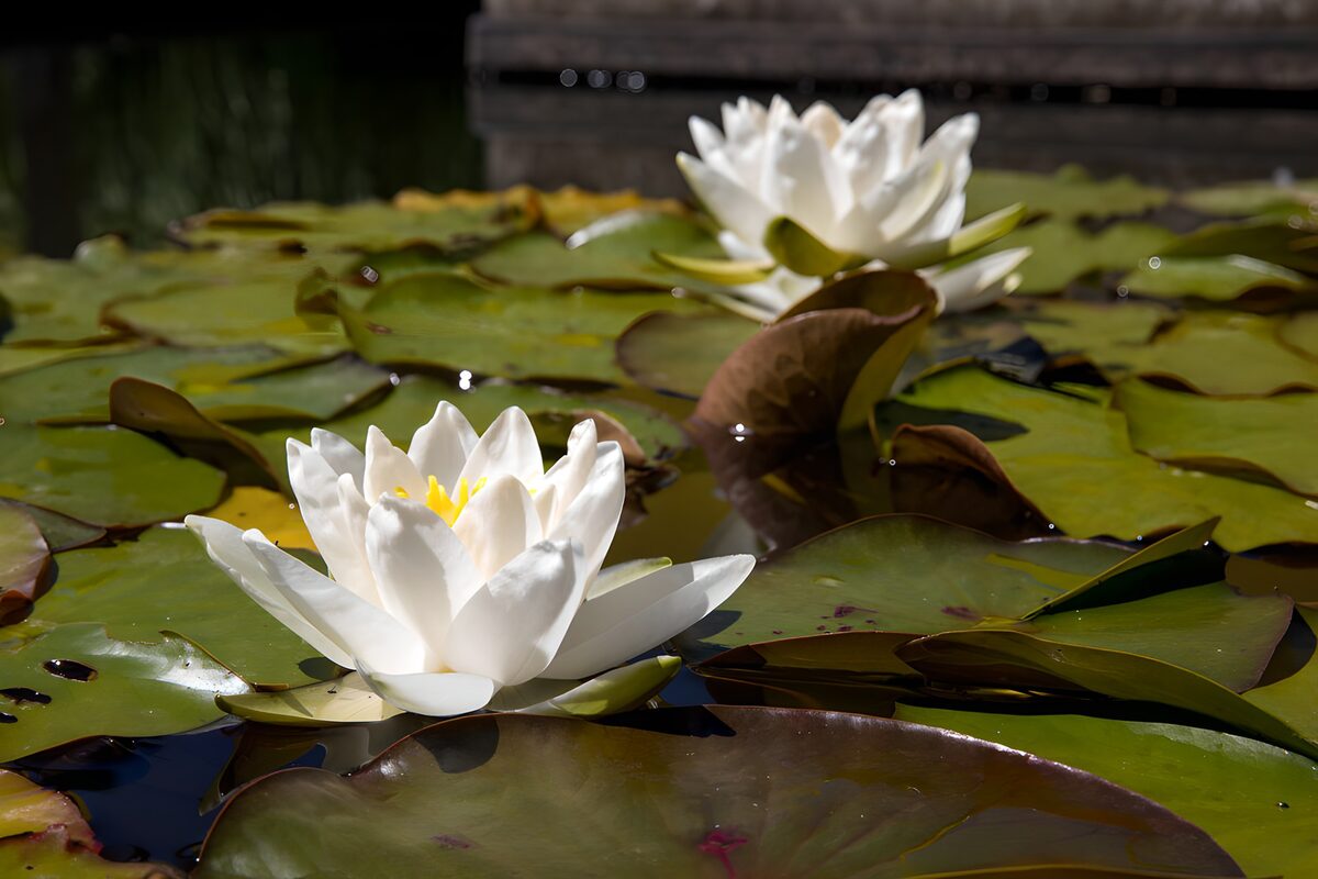 Two white water lilies in the sunshine