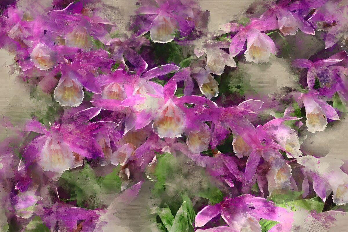 Pink and purple orchids in watercolour