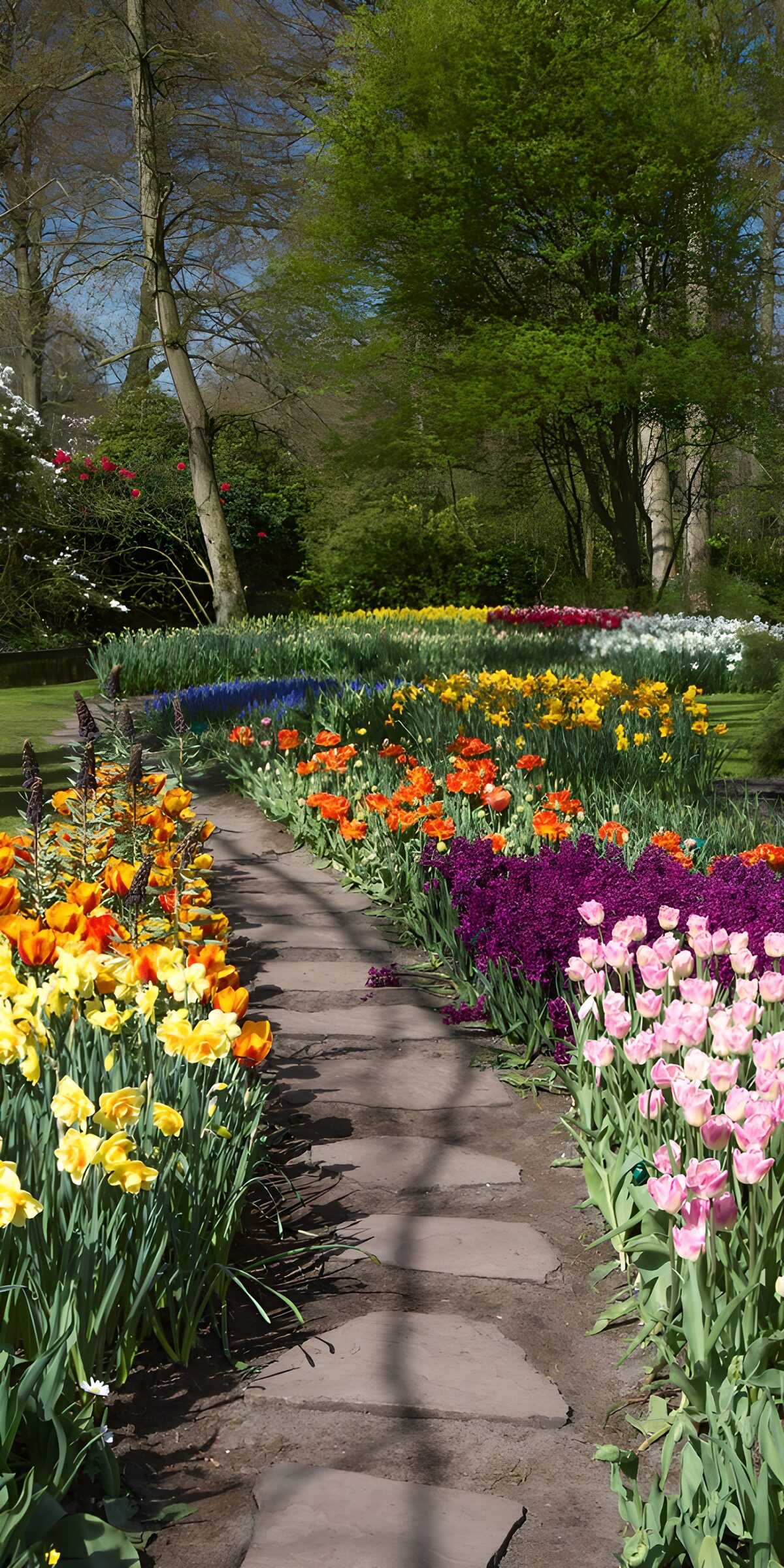 Sunlit path through tulips and daffodils