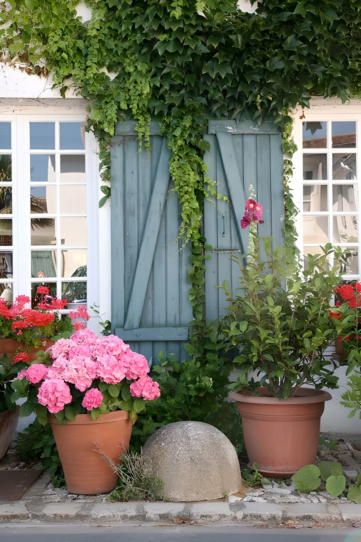 Pink hydrangea by sunlit blue shutters