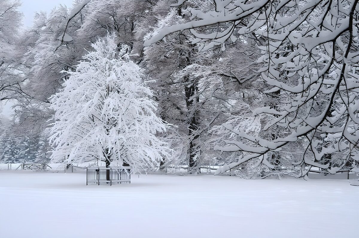 Small tree in a still, snow-covered landscape