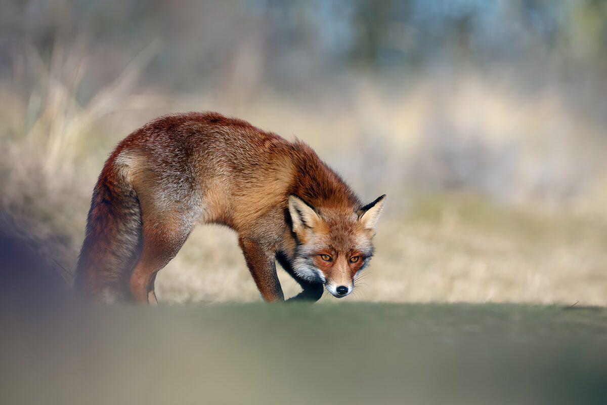 Red fox keeping low in the grass