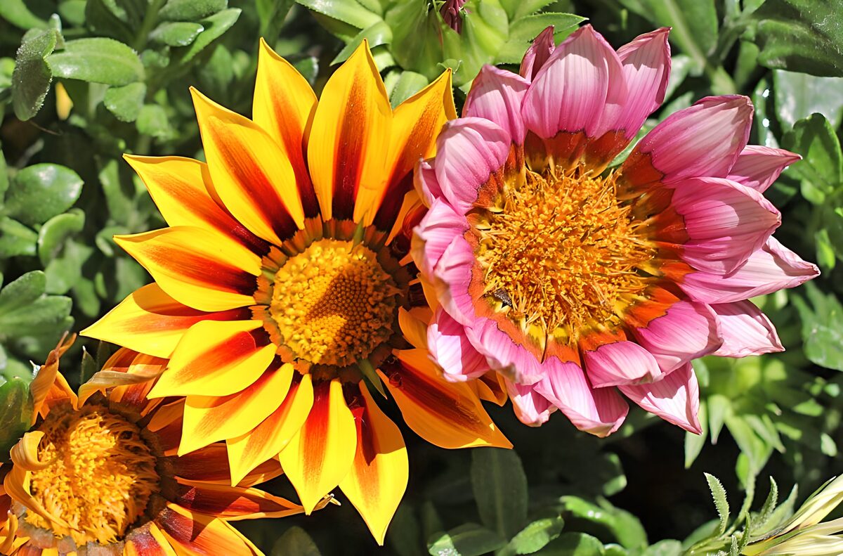 Yellow and pink gazanias in the sun