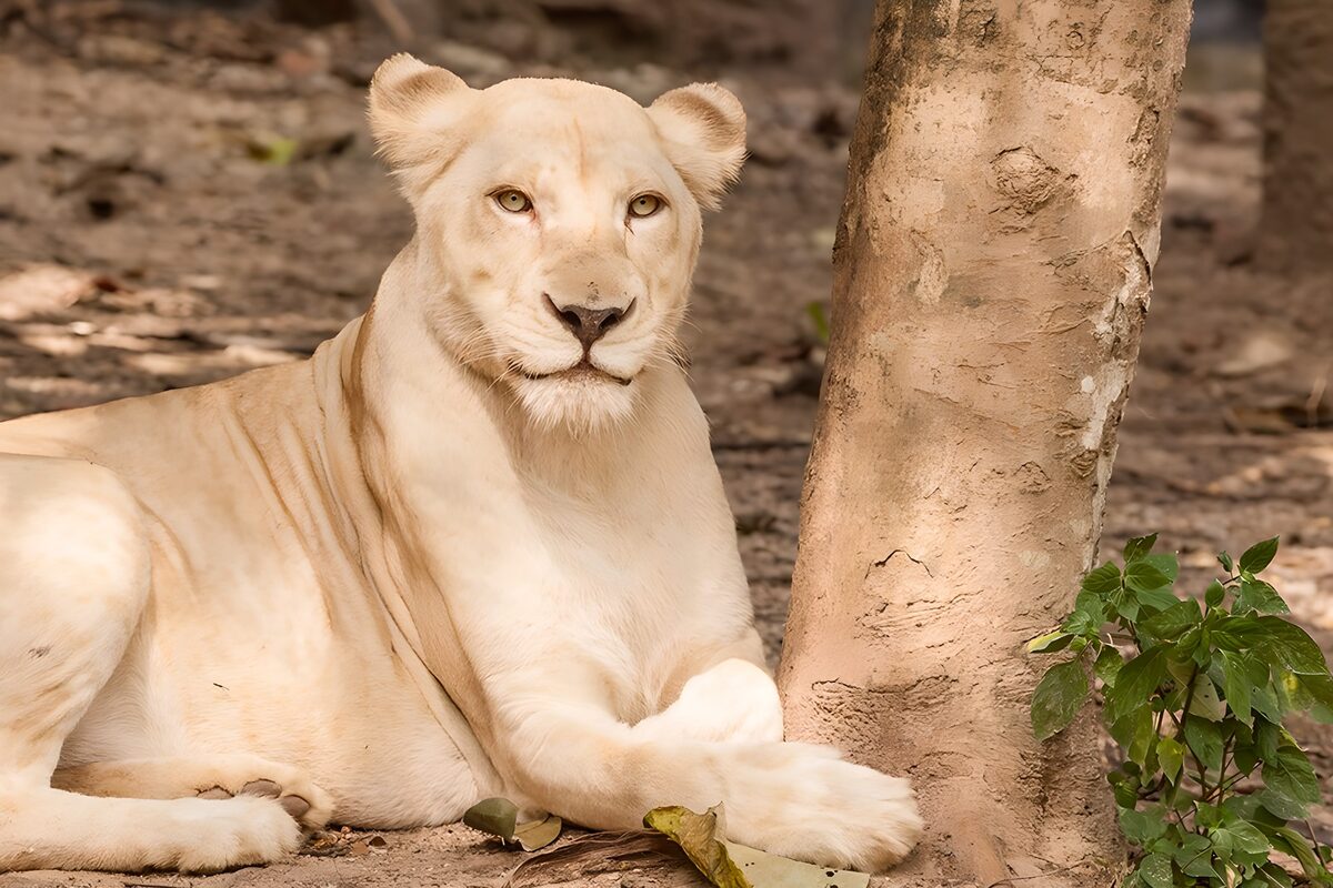 White lioness resting by a sunlit tree
