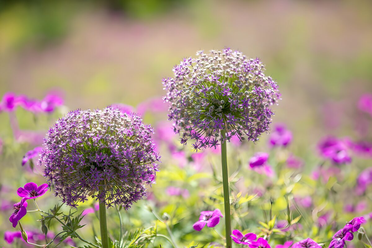 Two purple alliums in warm sunlight