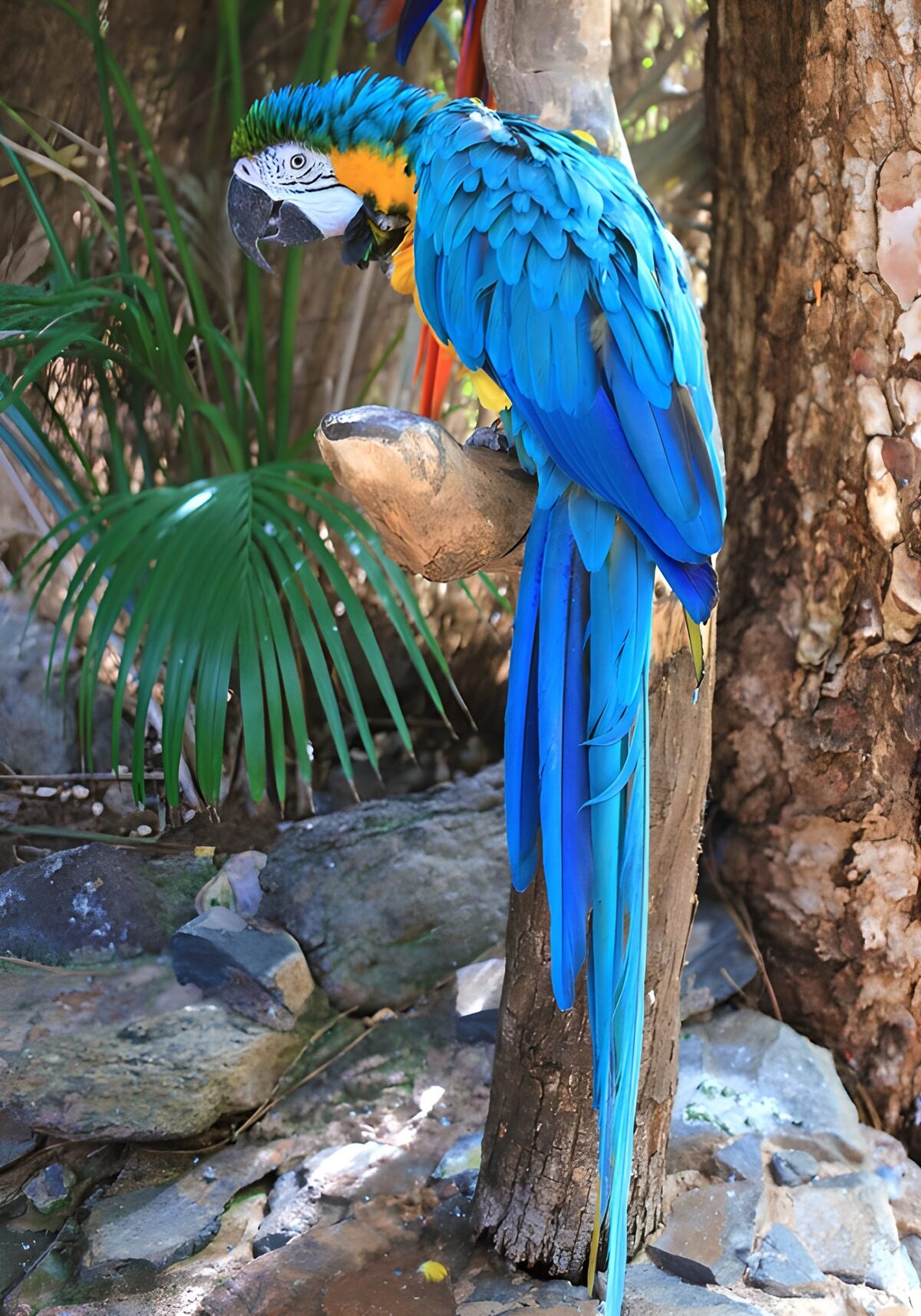 A macaw dressed in sky and sunshine