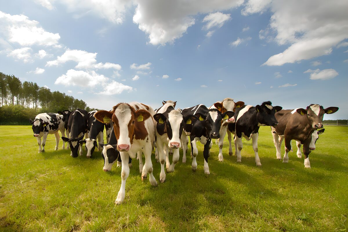 Cows in a sunlit green pasture