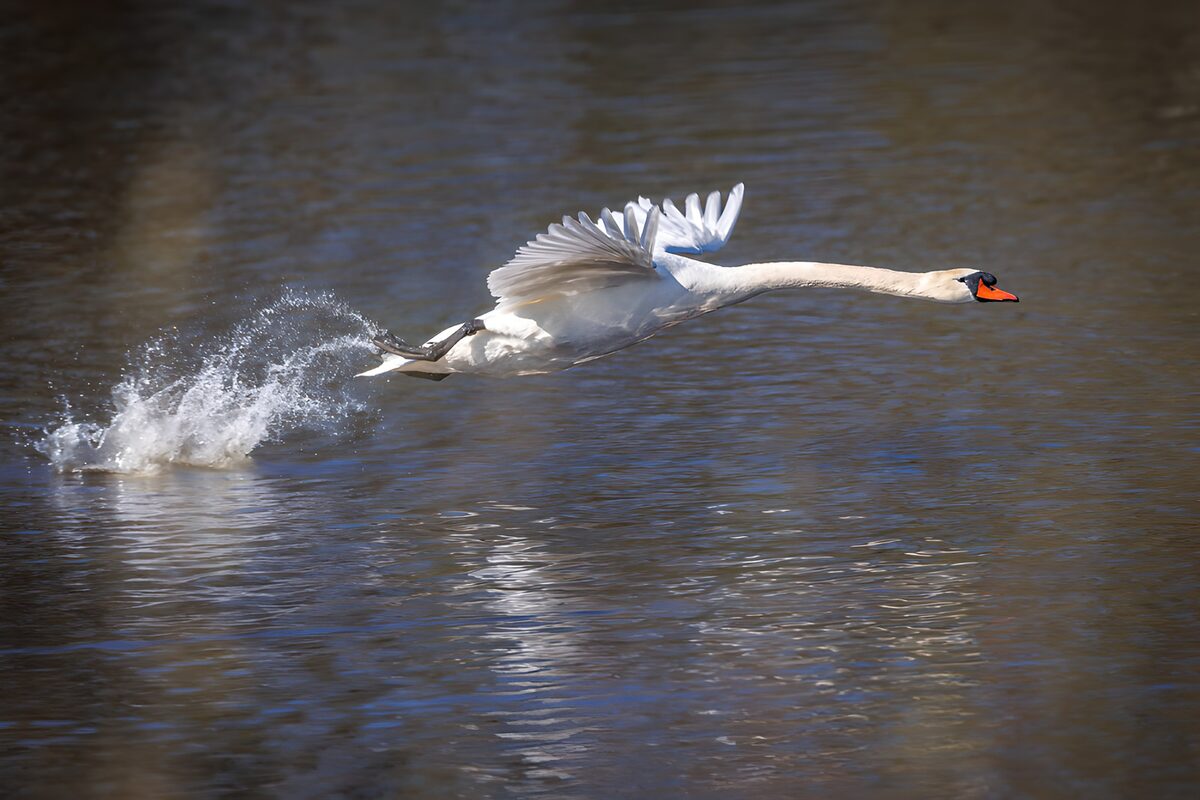 Mute swan lifting off in a burst of spray