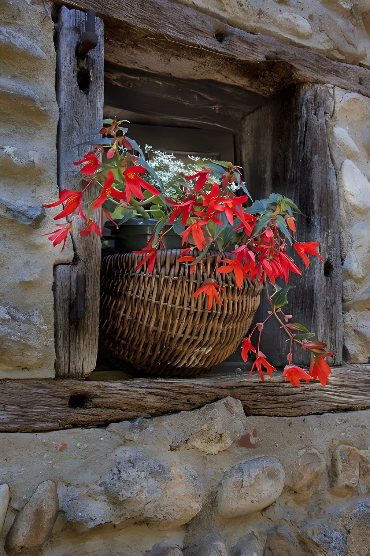 Red flowers in a rustic window