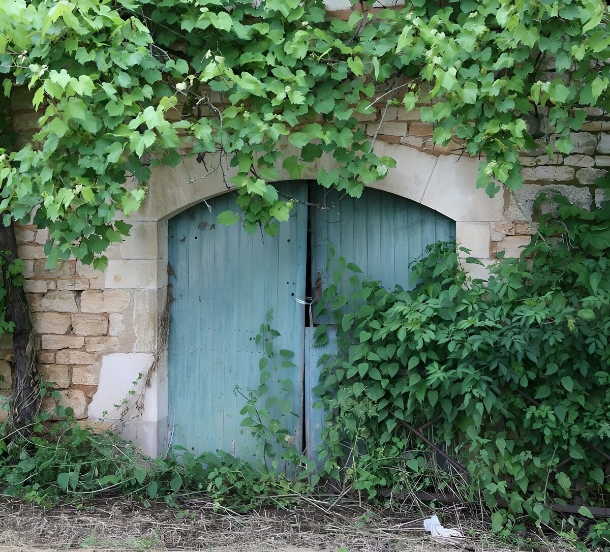 Old blue double doors, claimed by greenery