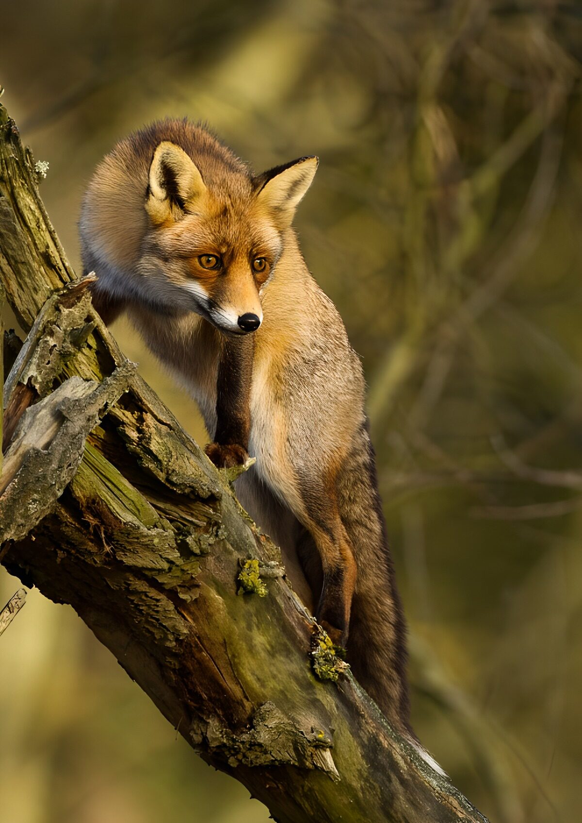 Red fox keeping watch on a weathered trunk