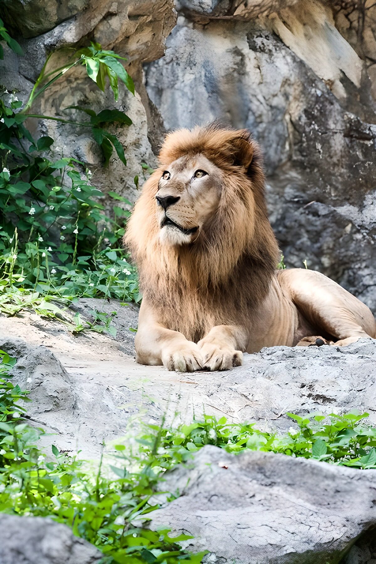 Lion at rest in the hush of stone