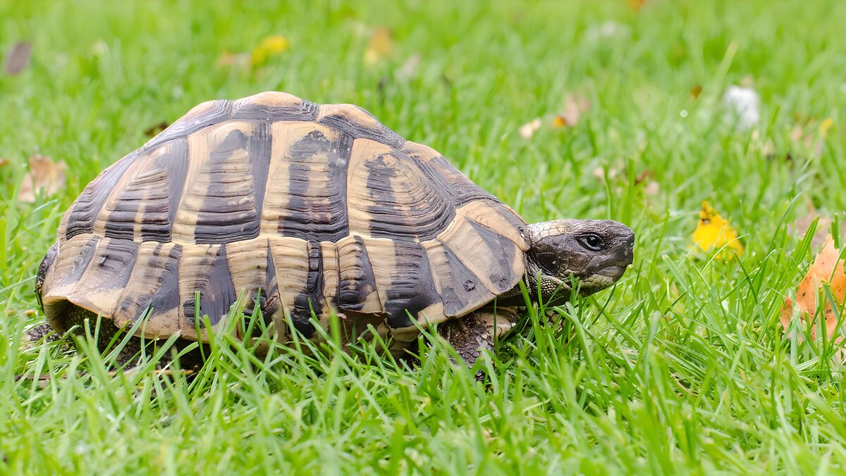 Tortoise in the bright green grass
