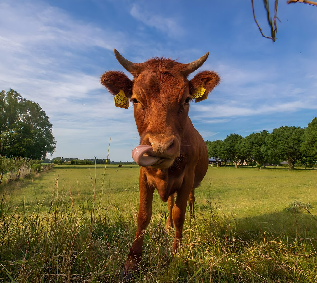 Brown cow in a sunlit meadow