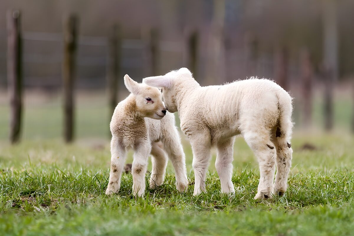 Two lambs sharing a quiet nuzzle
