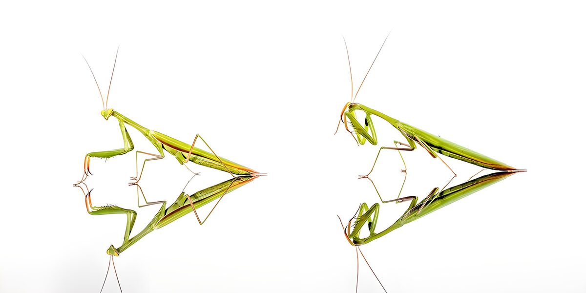 Two green mantises on gleaming white