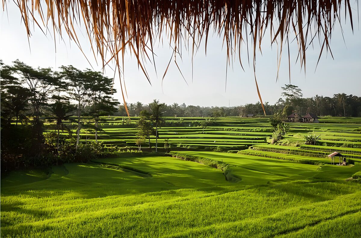 Green rice terraces in warm sunlight