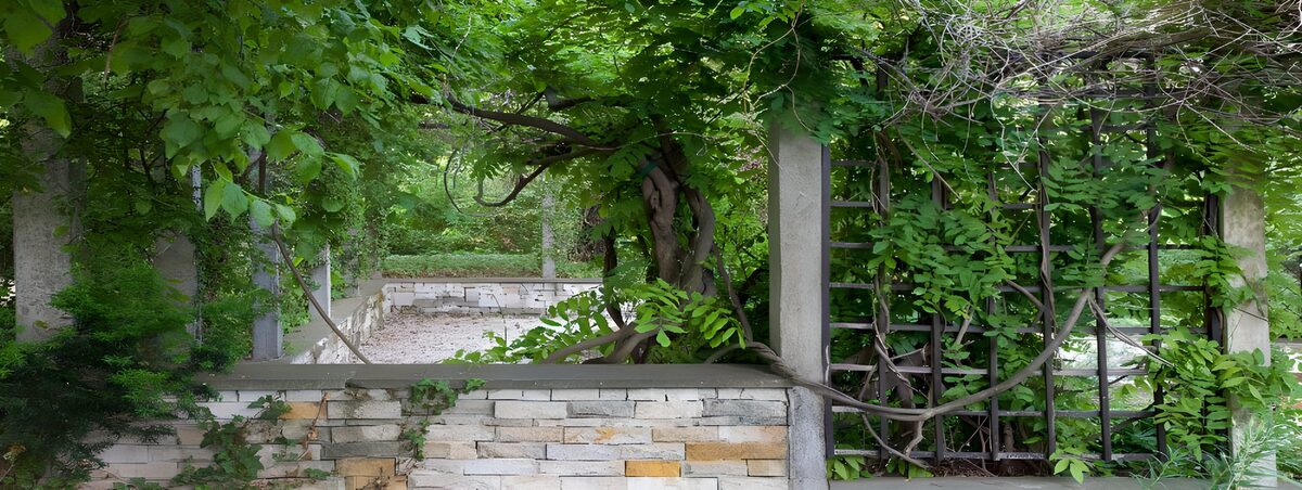 Leafy pergola behind a pale stone wall