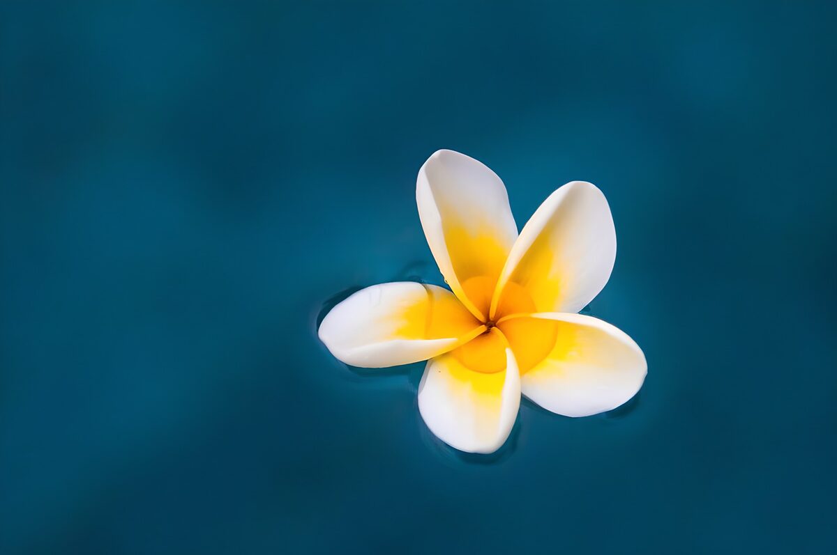 Lone frangipani floating on blue water