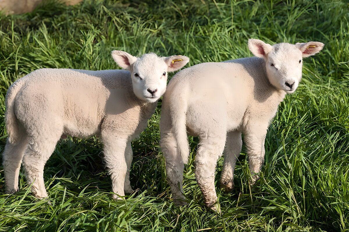 Two lambs in sunlit grass