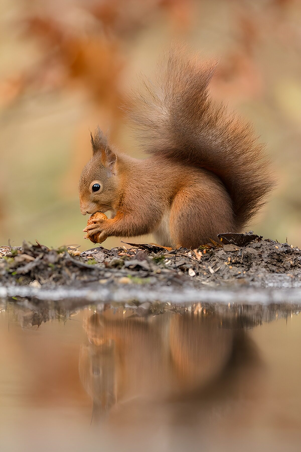 Red squirrel reflected in still water