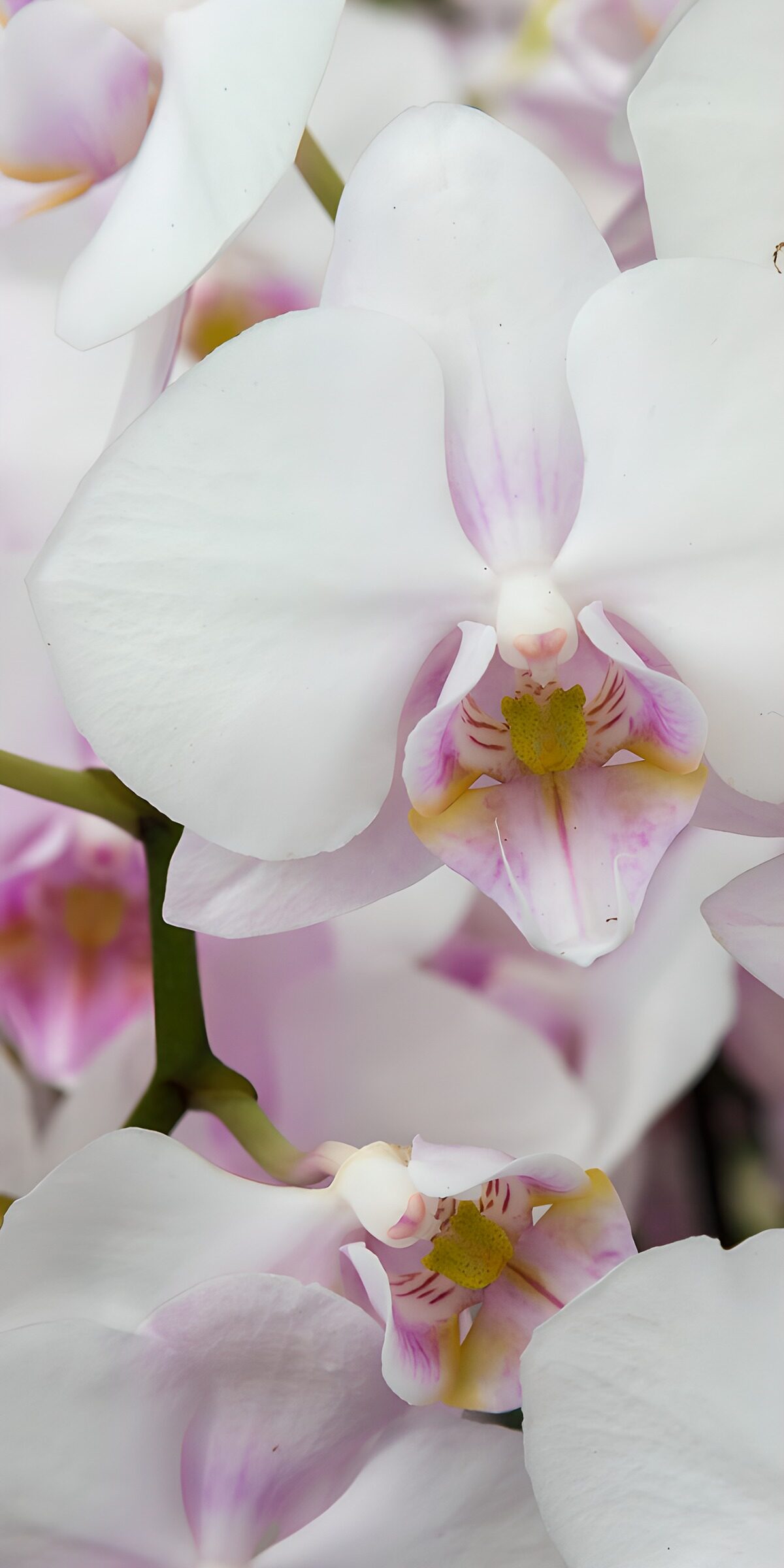 White orchids in soft light