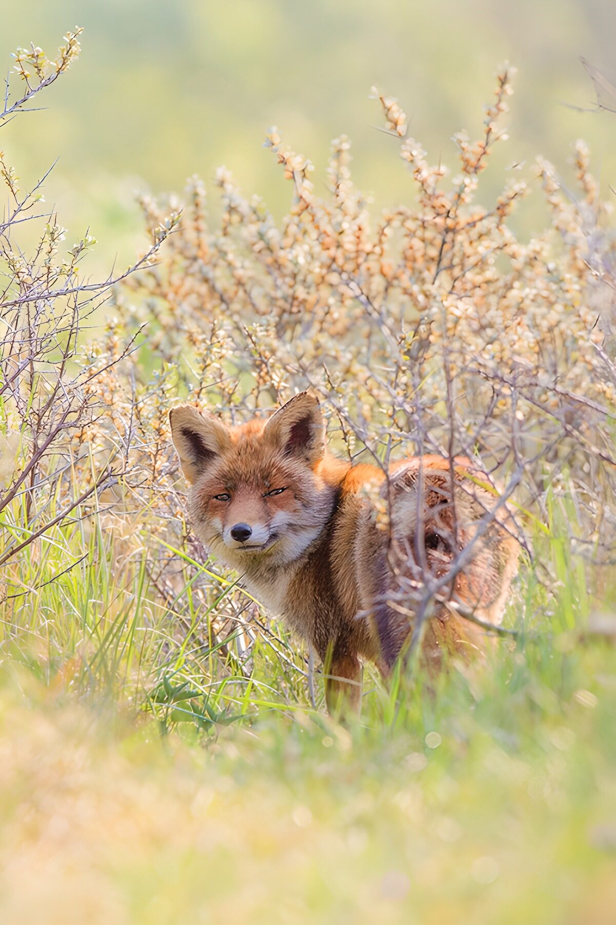 Red fox keeping watch in tall grass