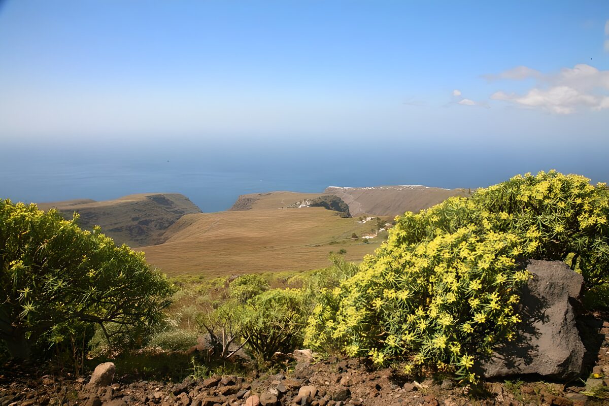 Yellow flowers above a sunlit coast