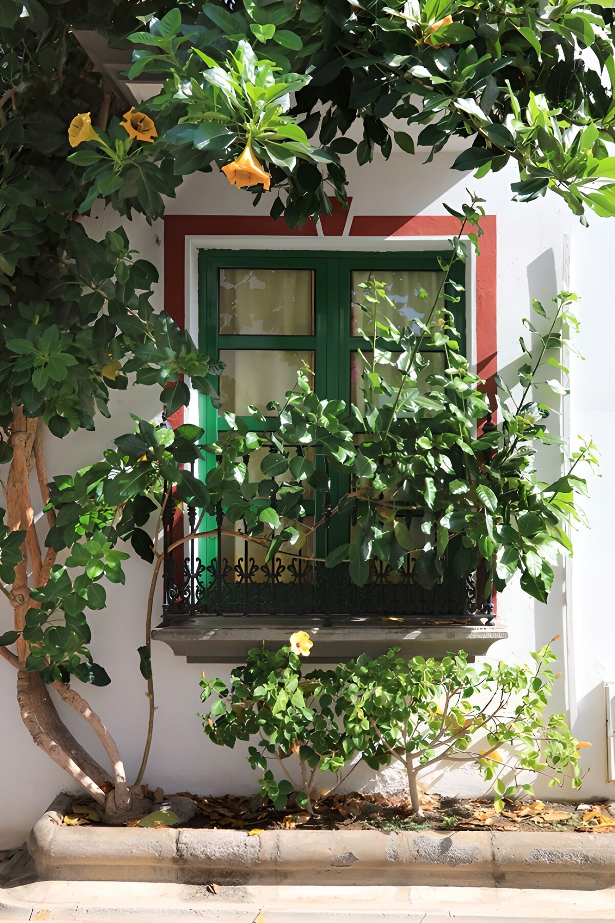 Sunlit green window and yellow flowers