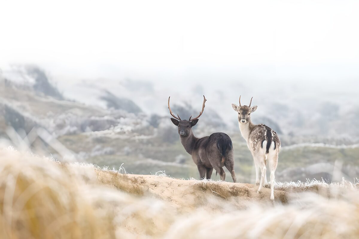 Two fallow deer on a misty ridge