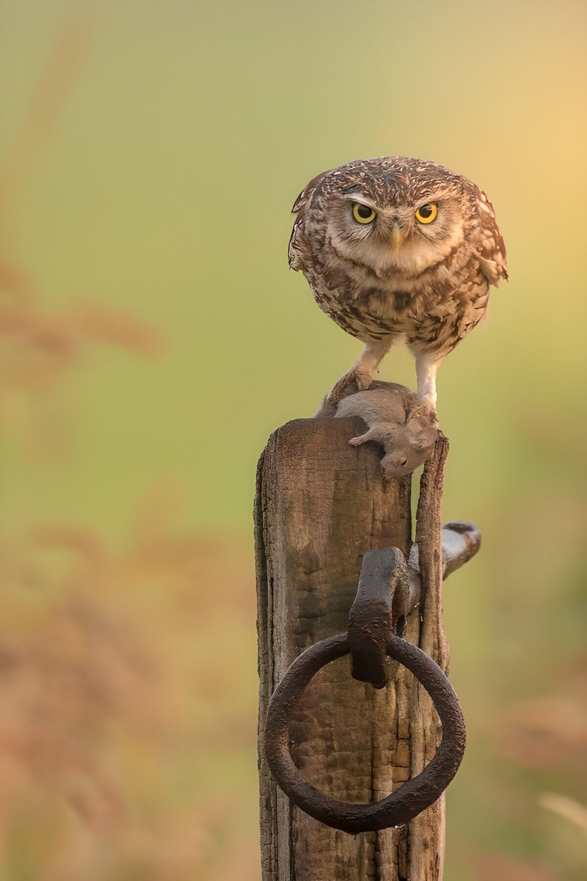 Owl keeping watch over rust and gold
