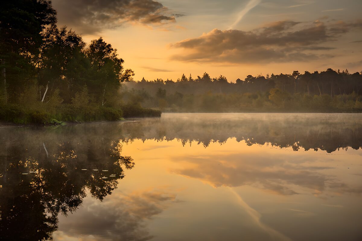 Woodland lake in golden light