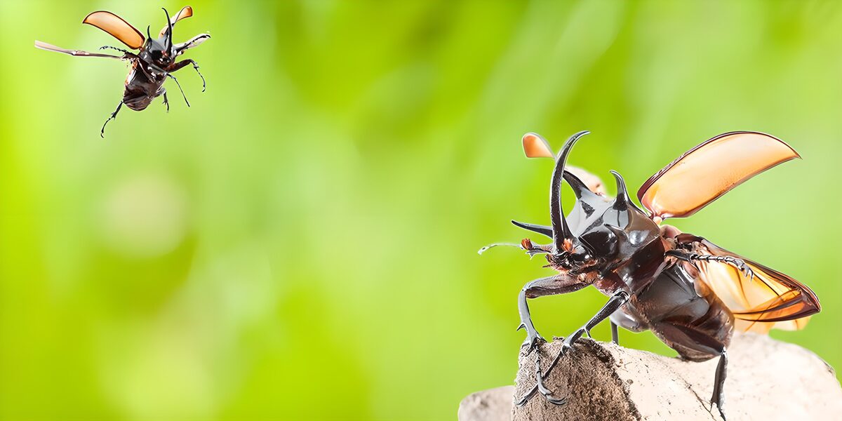 Rhinoceros beetles with wings spread