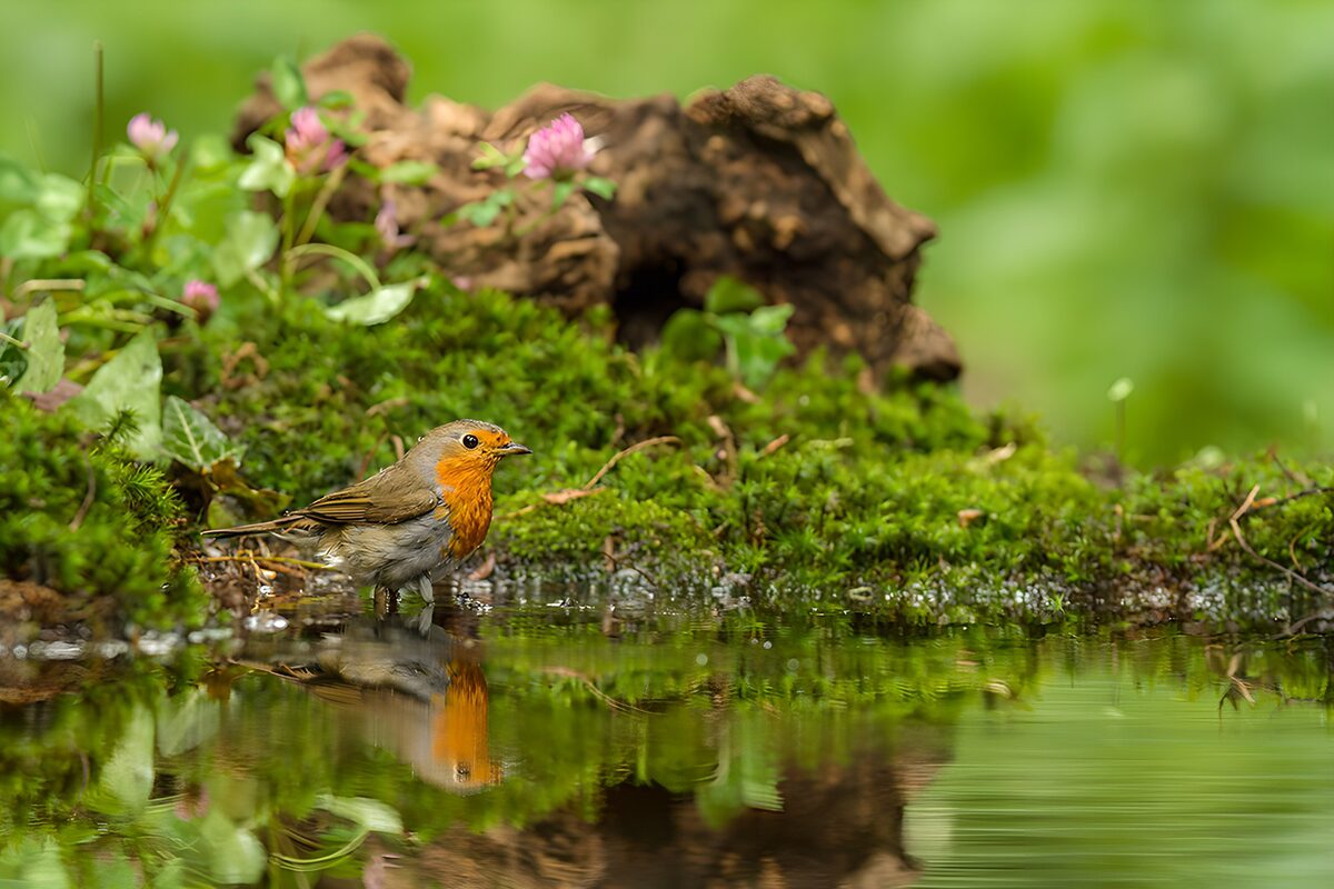 Robin in the mossy shallows